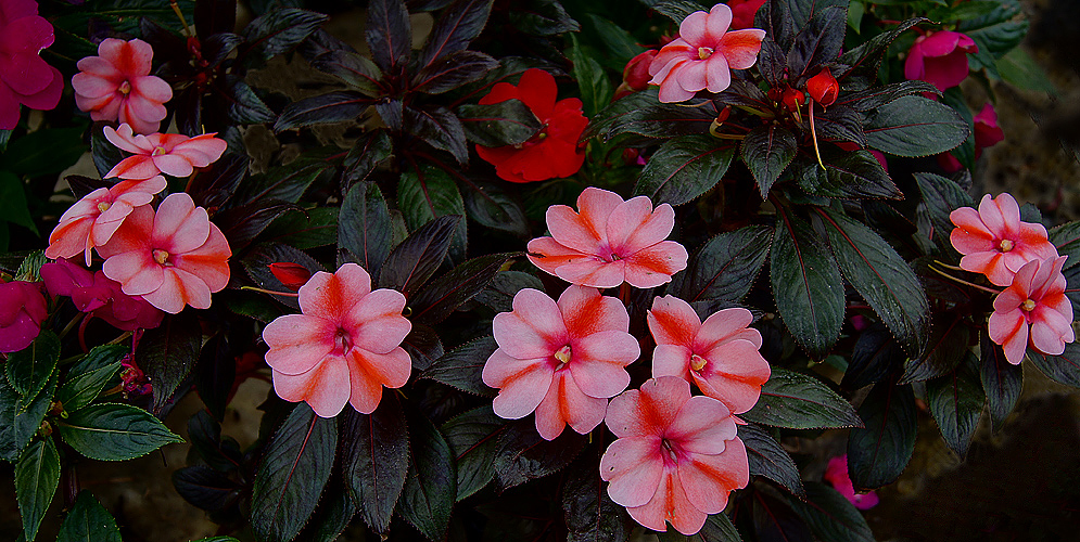 Impatiens hawkeri